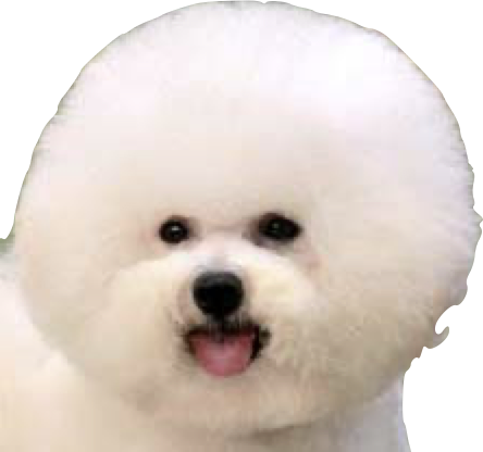 Logo Bichon