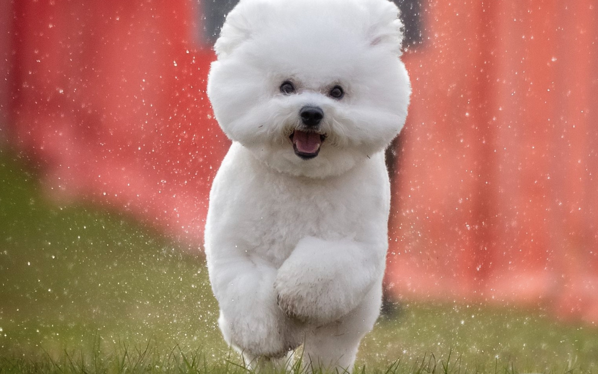 Bichon portada